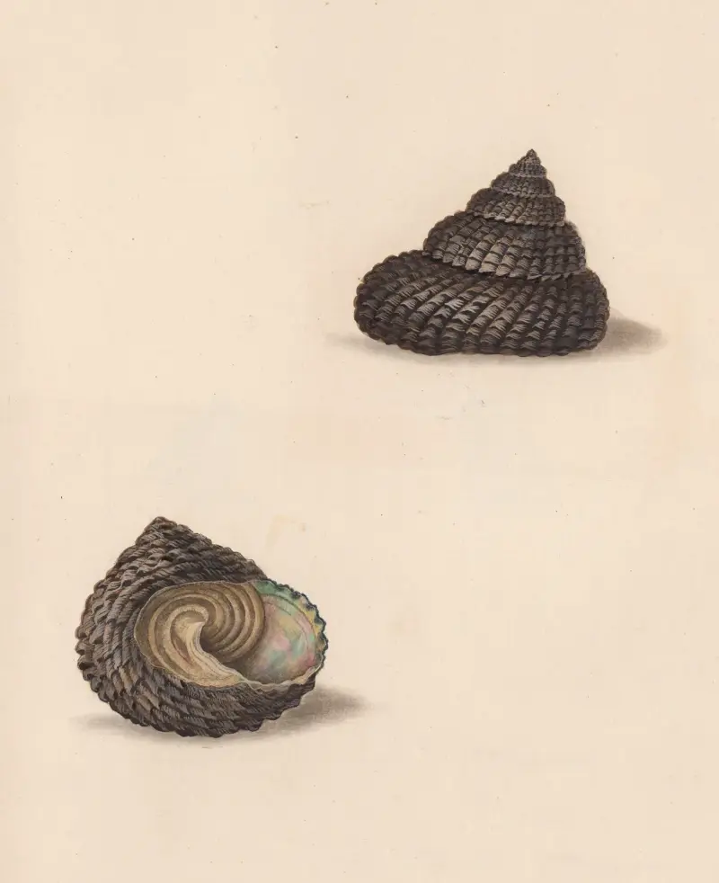 The universal conchologist Pl.36, Thomas Martyn