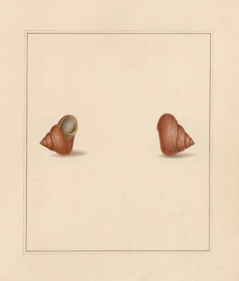 The universal conchologist Taf. 37 von Thomas Martyn