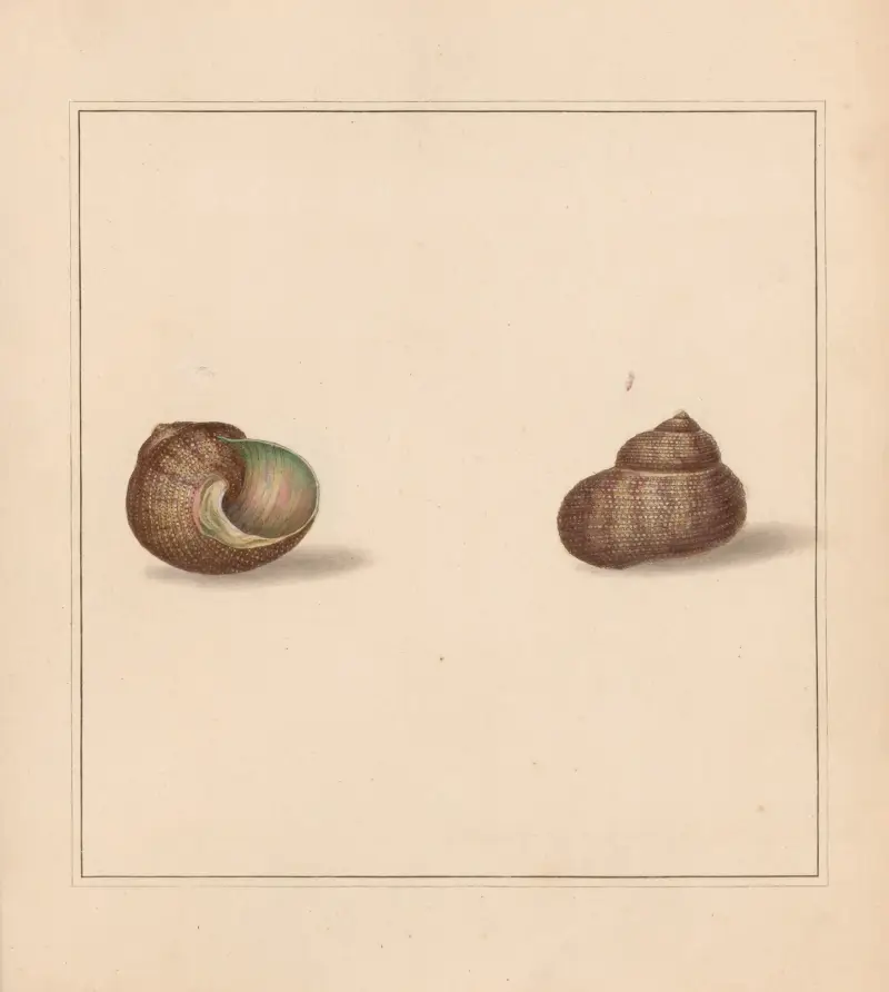 The Universal Conchologist Pl. 38, Thomas Martyn