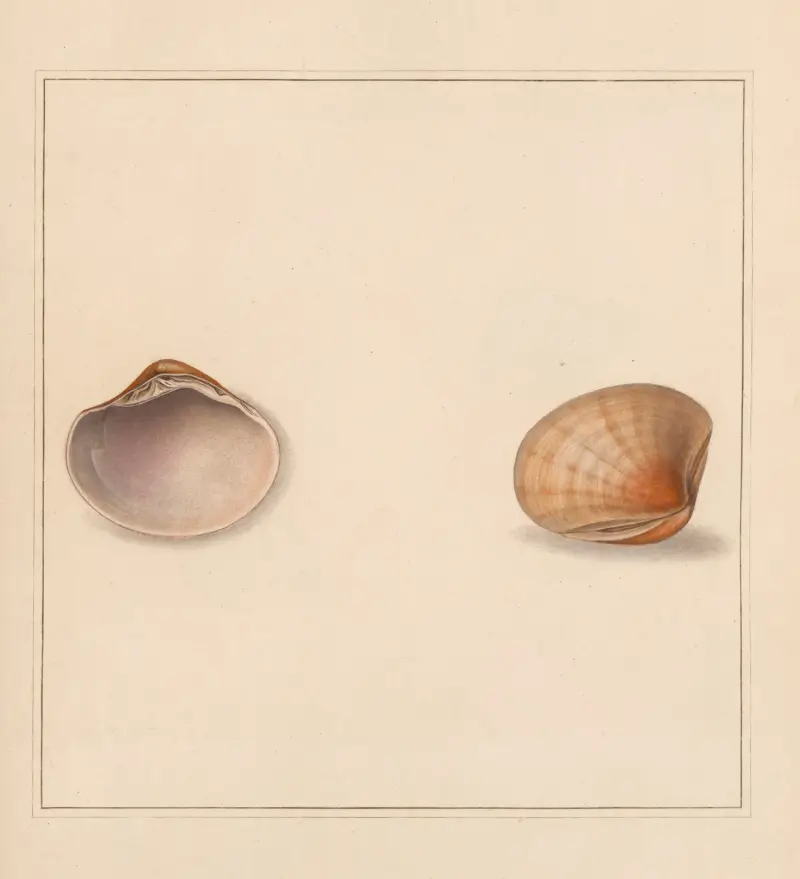 Der Universalschneckenforscher Taf. 41 von Thomas Martyn