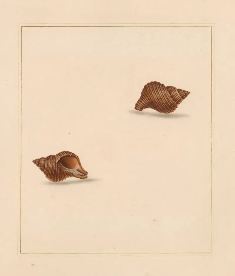 The universal conchologist Pl.42 von Thomas Martyn