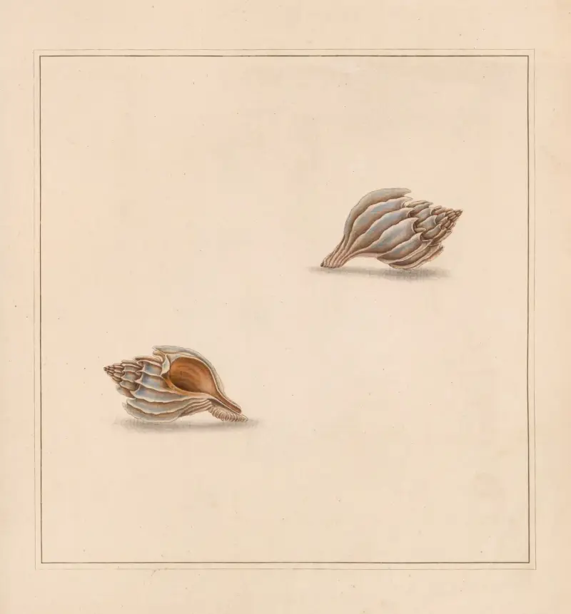 The universal conchologist Pl. 43 von Thomas Martyn