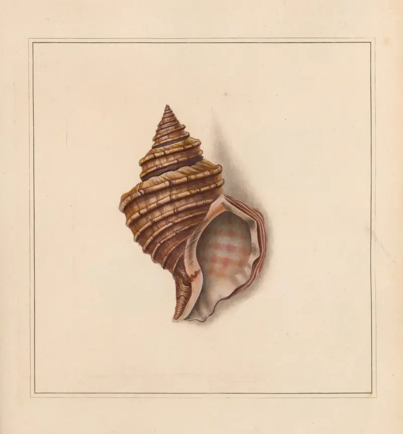 The universal conchologist Pl. 44 von Thomas Martyn