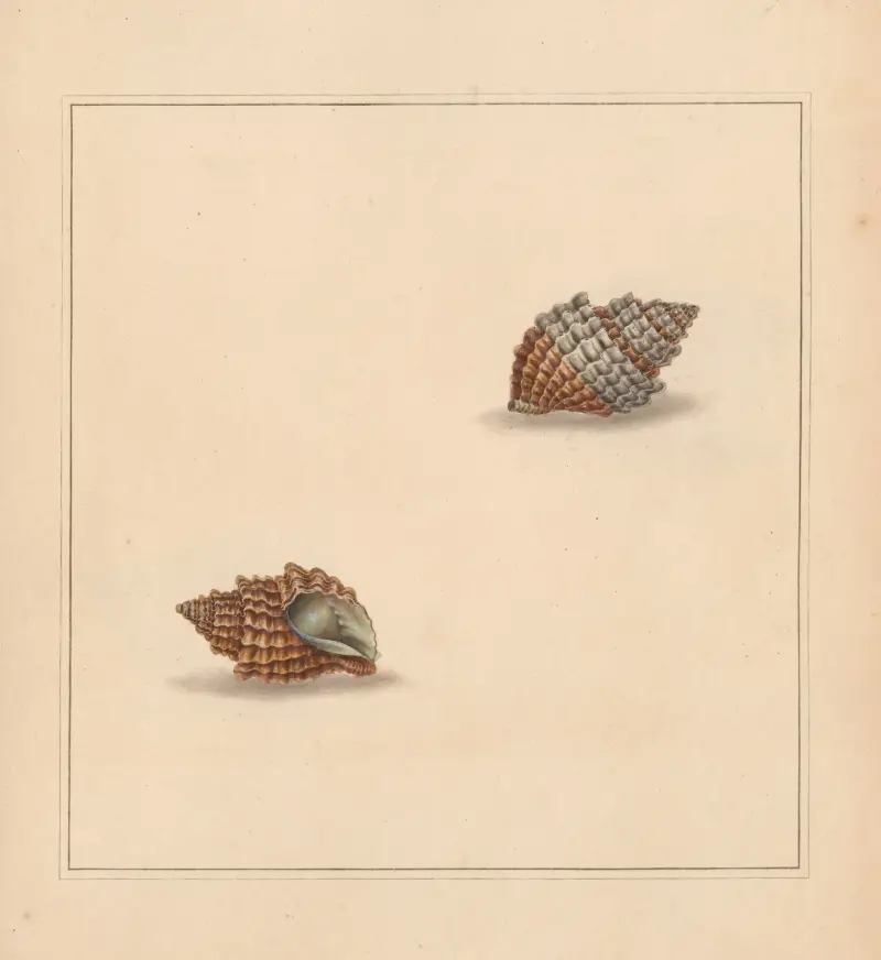 The Universal Conchologist Taf. 45 von Thomas Martyn