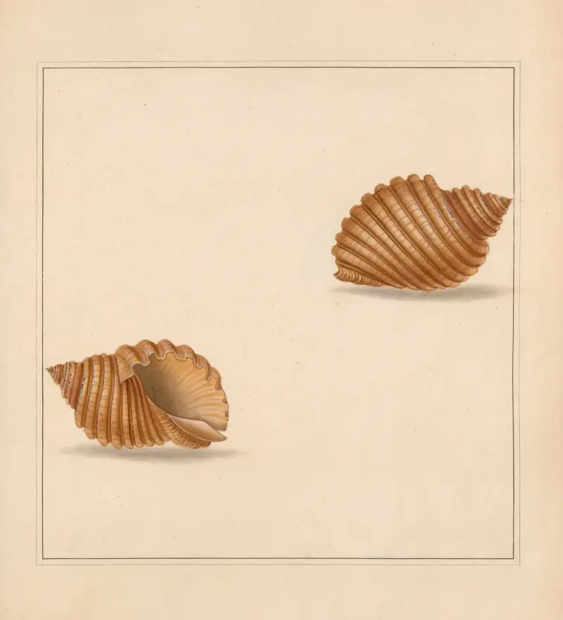 The universal conchologist Taf. 46 von Thomas Martyn