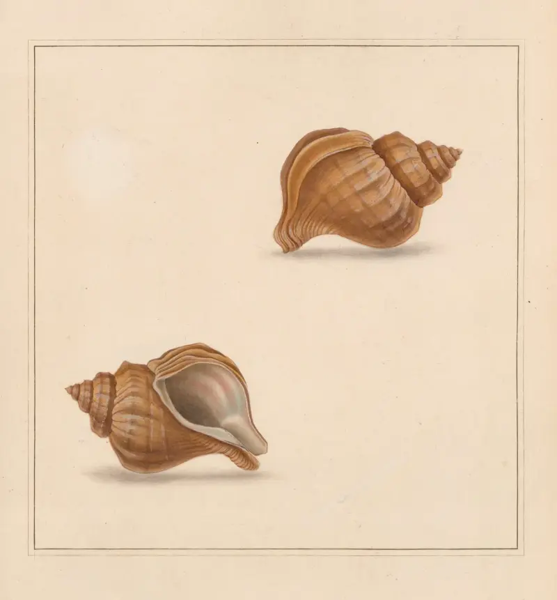 The universal conchologist Pl. 48 von Thomas Martyn