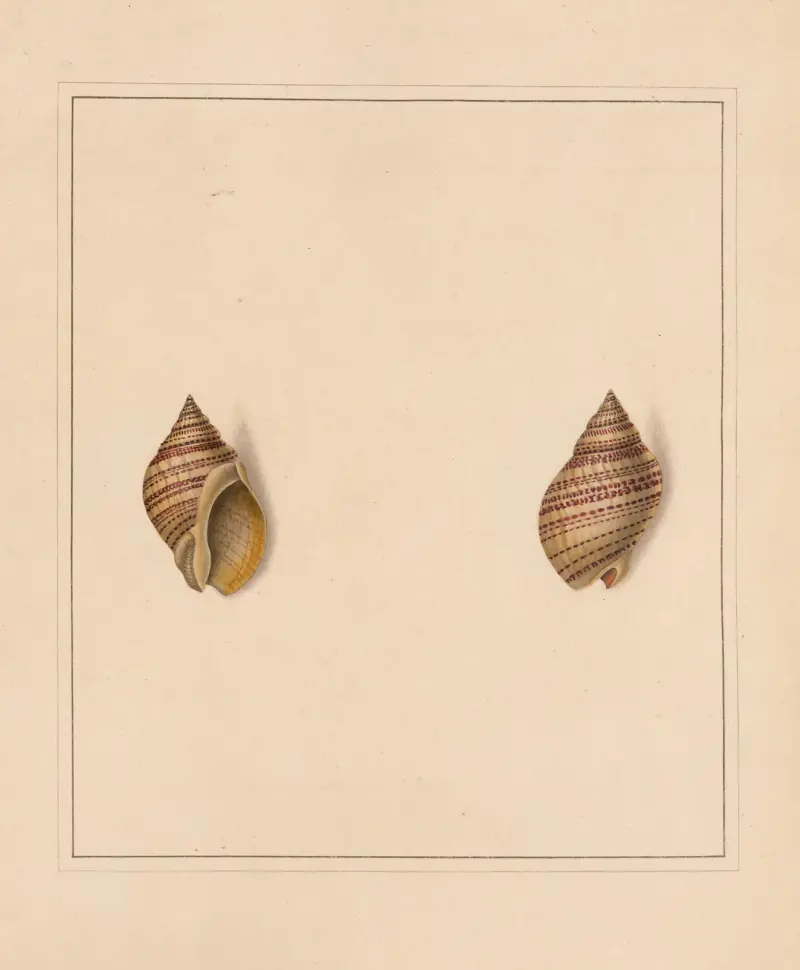 The universal conchologist Pl. 50 von Thomas Martyn