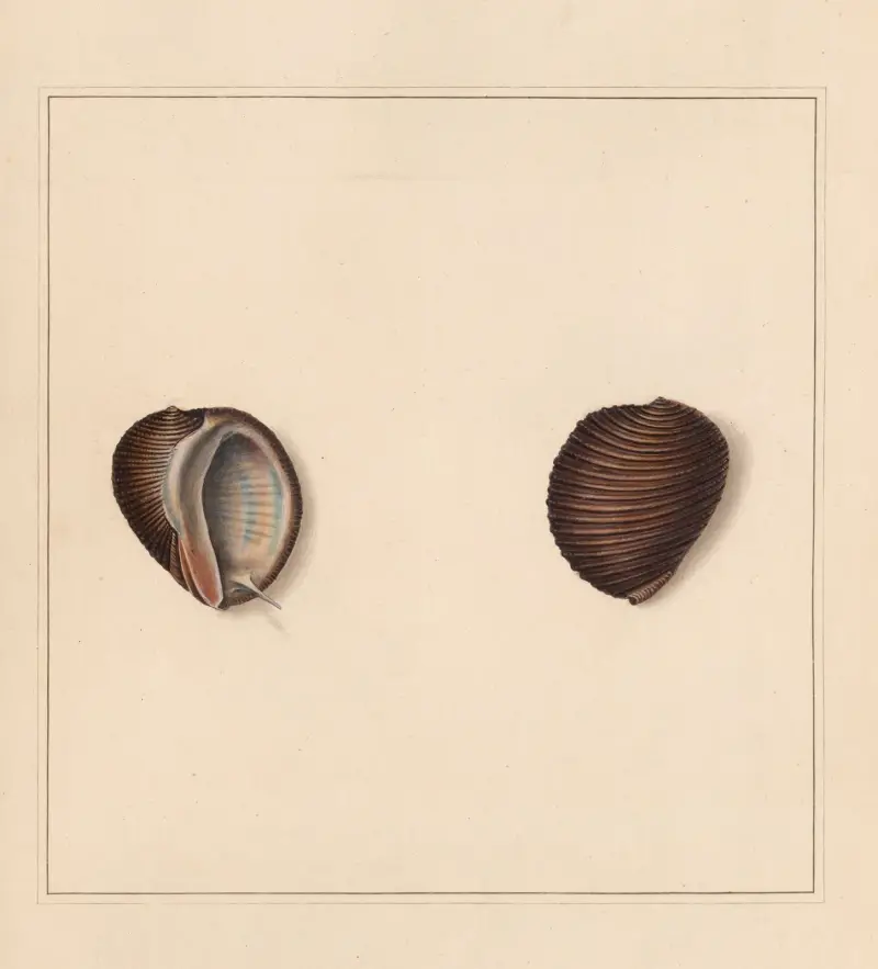 The universal conchologist Taf. 51 von Thomas Martyn