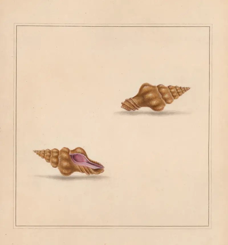 The Universal Conchologist Taf. 52 von Thomas Martyn