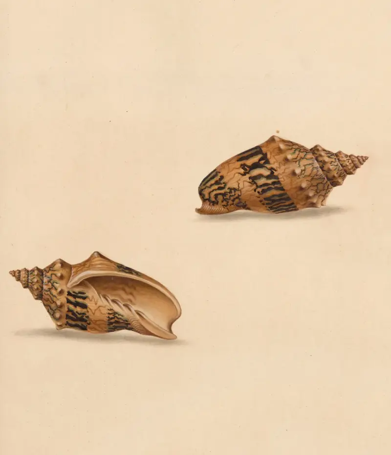 The universal conchologist Pl.53, Thomas Martyn