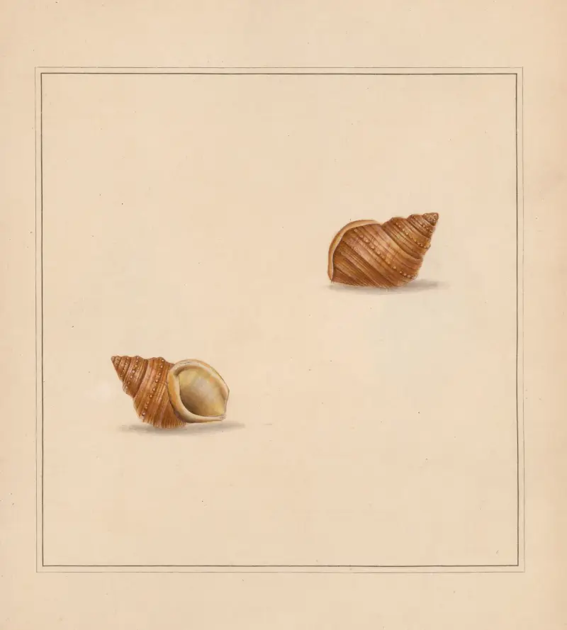 The universal conchologist Taf. 54 von Thomas Martyn