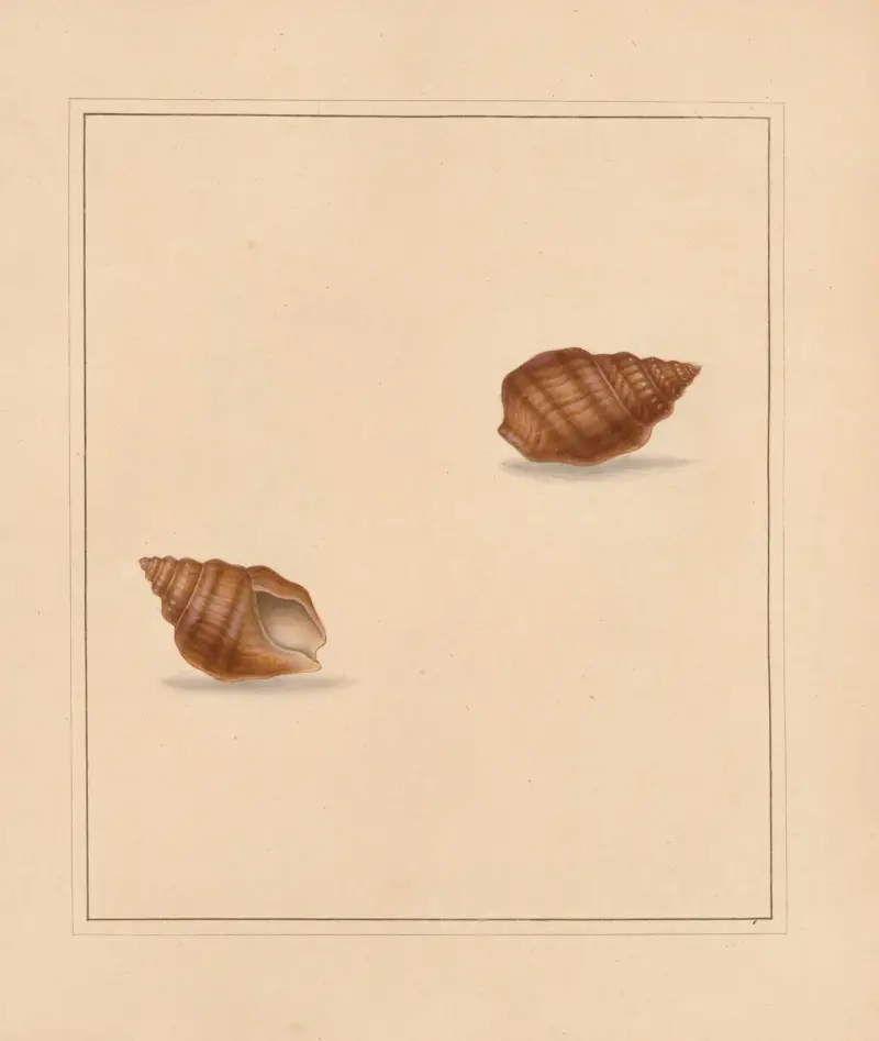 The universal conchologist Taf. 56 von Thomas Martyn