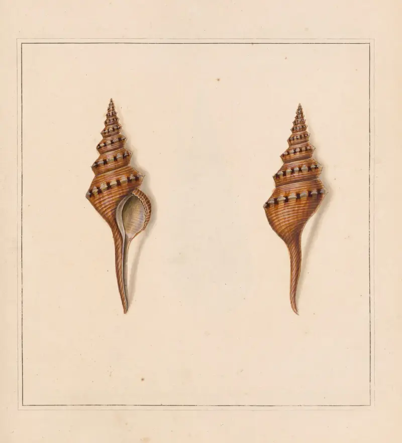 The universal conchologist Pl. 57 von Thomas Martyn