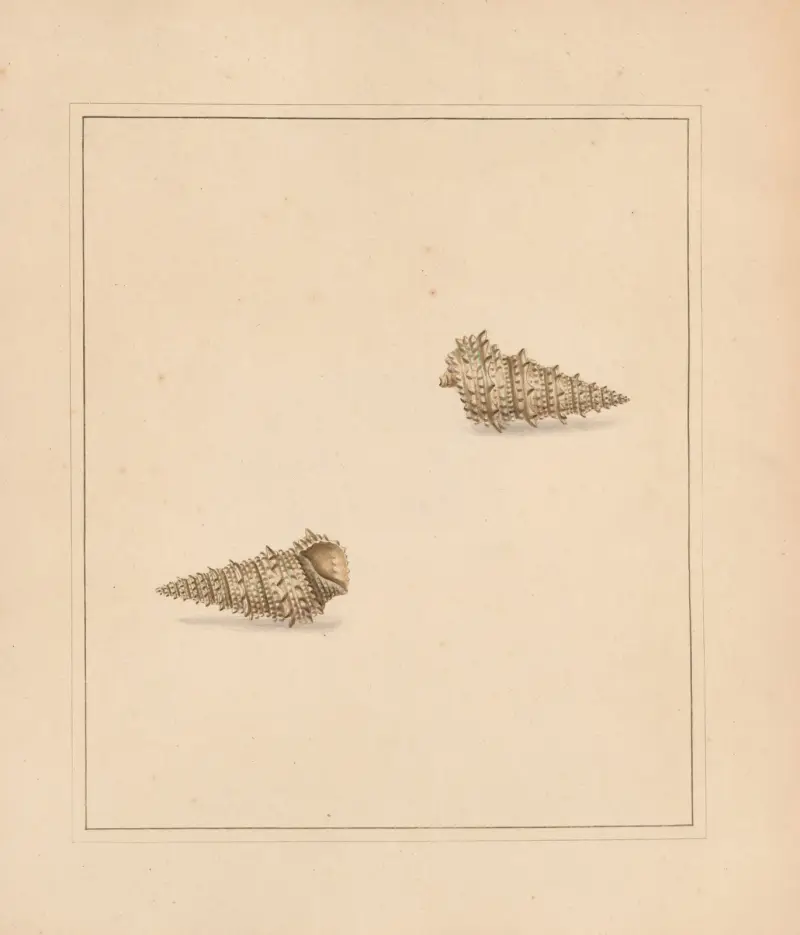 Univerzální koncholog, tab. 59, Thomas Martyn