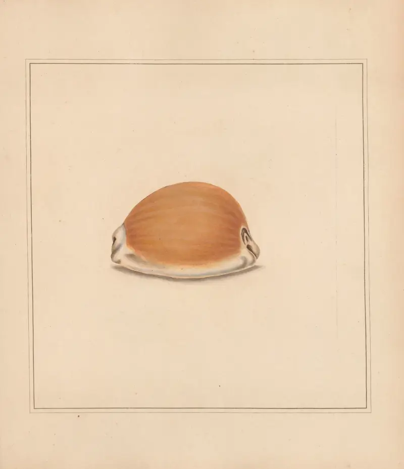 The Universal Conchologist Pl. 60, Thomas Martyn