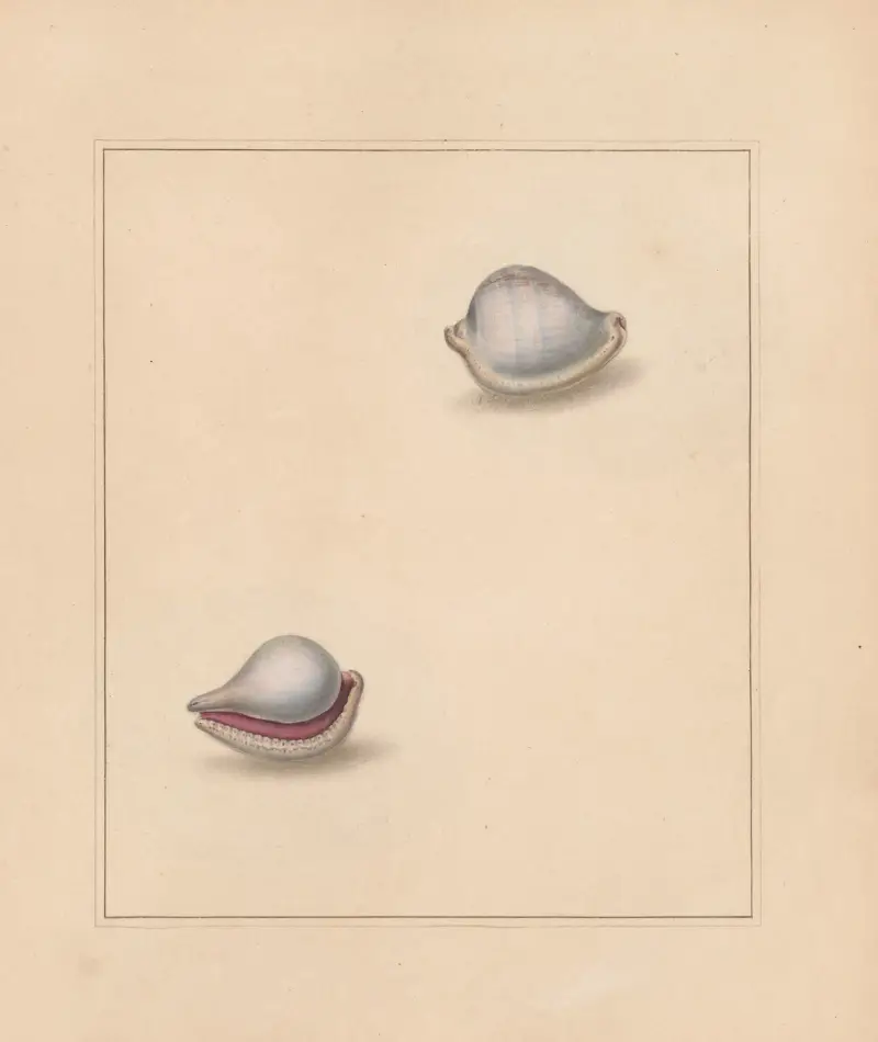 Der Universal-Conchologe Taf. 61 von Thomas Martyn