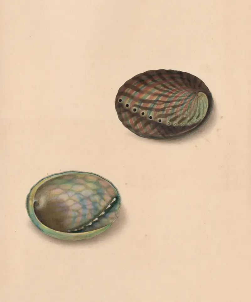The Universal Conchologist Pl. 62, Thomas Martyn