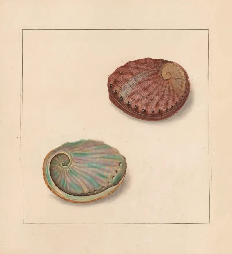 The Universal Conchologist, pl. 64, Thomas Martyn