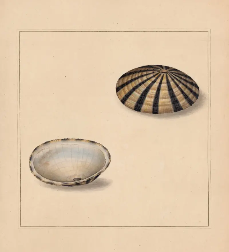 The universal conchologist Pl.65, Thomas Martyn