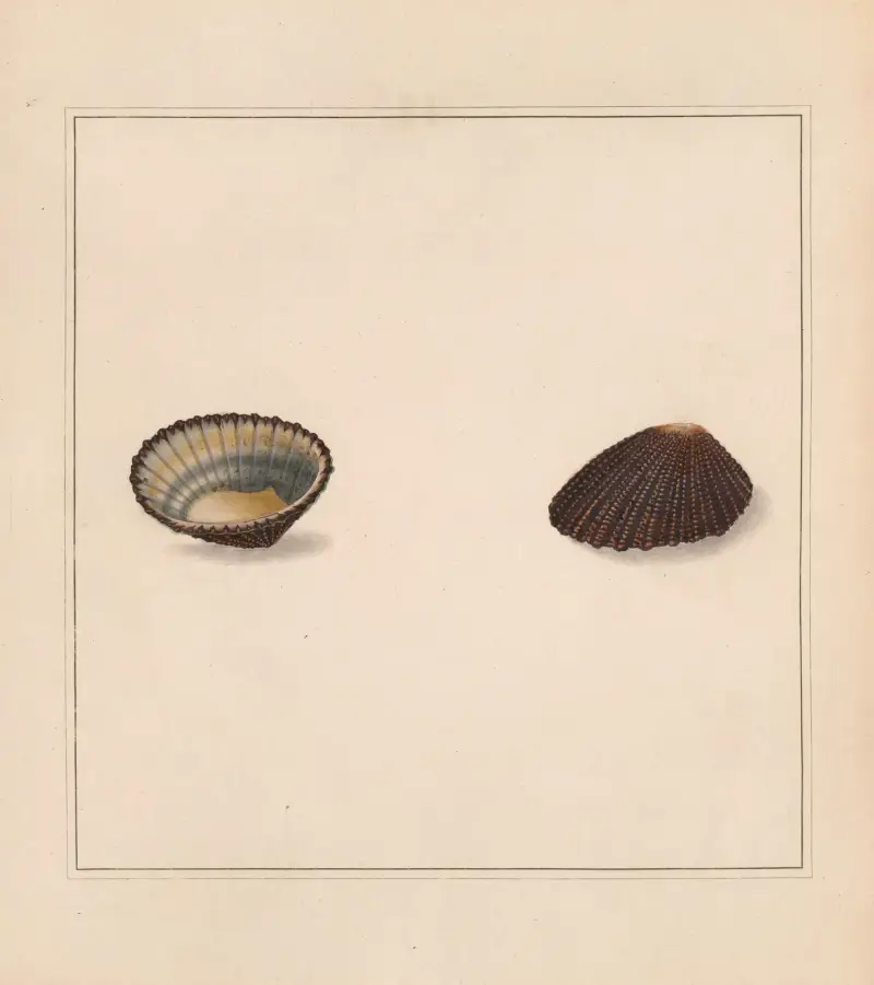 Univerzální koncholog, tab. 66, Thomas Martyn