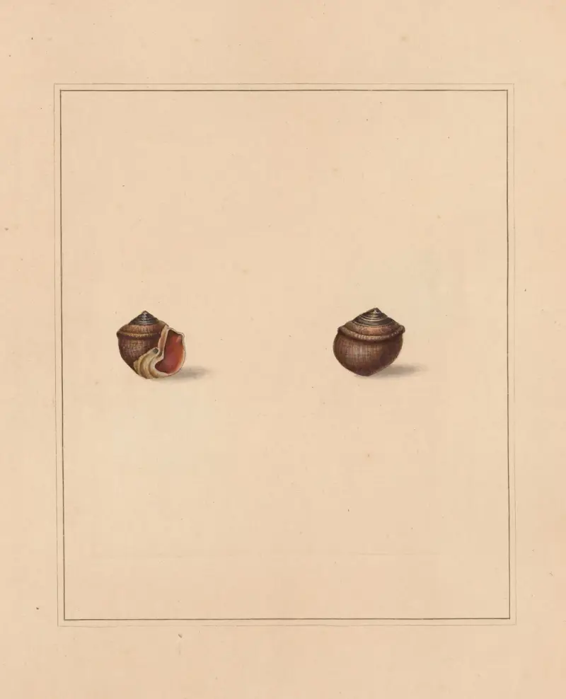 The Universal Conchologist Taf. 70 von Thomas Martyn
