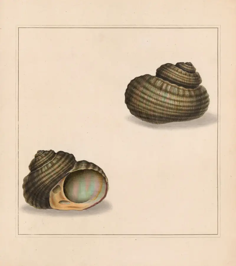 Der universelle Konchologe Taf. 72 von Thomas Martyn