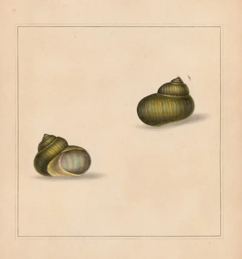 The universal conchologist Pl. 74 von Thomas Martyn