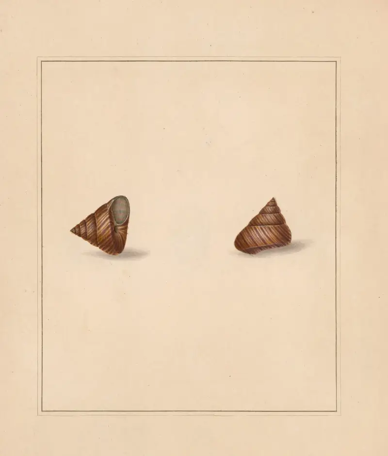 The universal conchologist Pl. 77 von Thomas Martyn