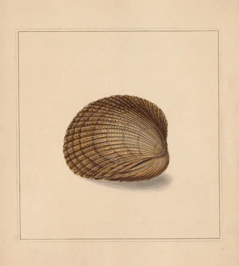 The universal conchologist Pl. 81 von Thomas Martyn