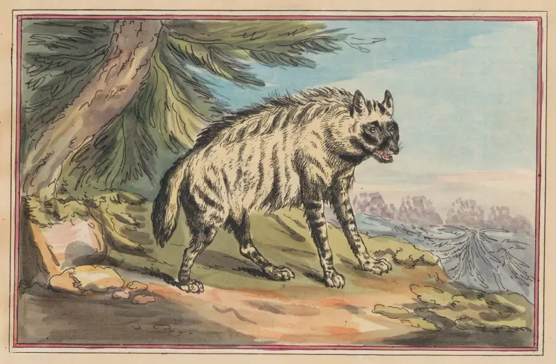 The Hyena von Thomas Rowlandson