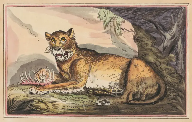 The Lioness von Thomas Rowlandson