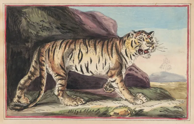 Tigern av Thomas Rowlandson