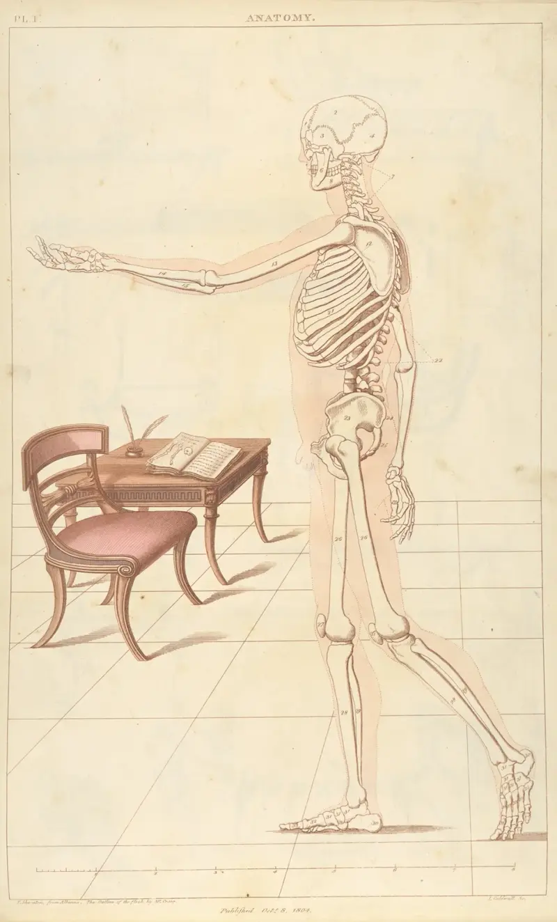 Anatomie, Thomas Sheraton