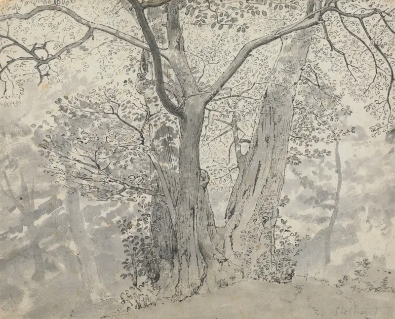 Baumstudie von Thomas Stothard