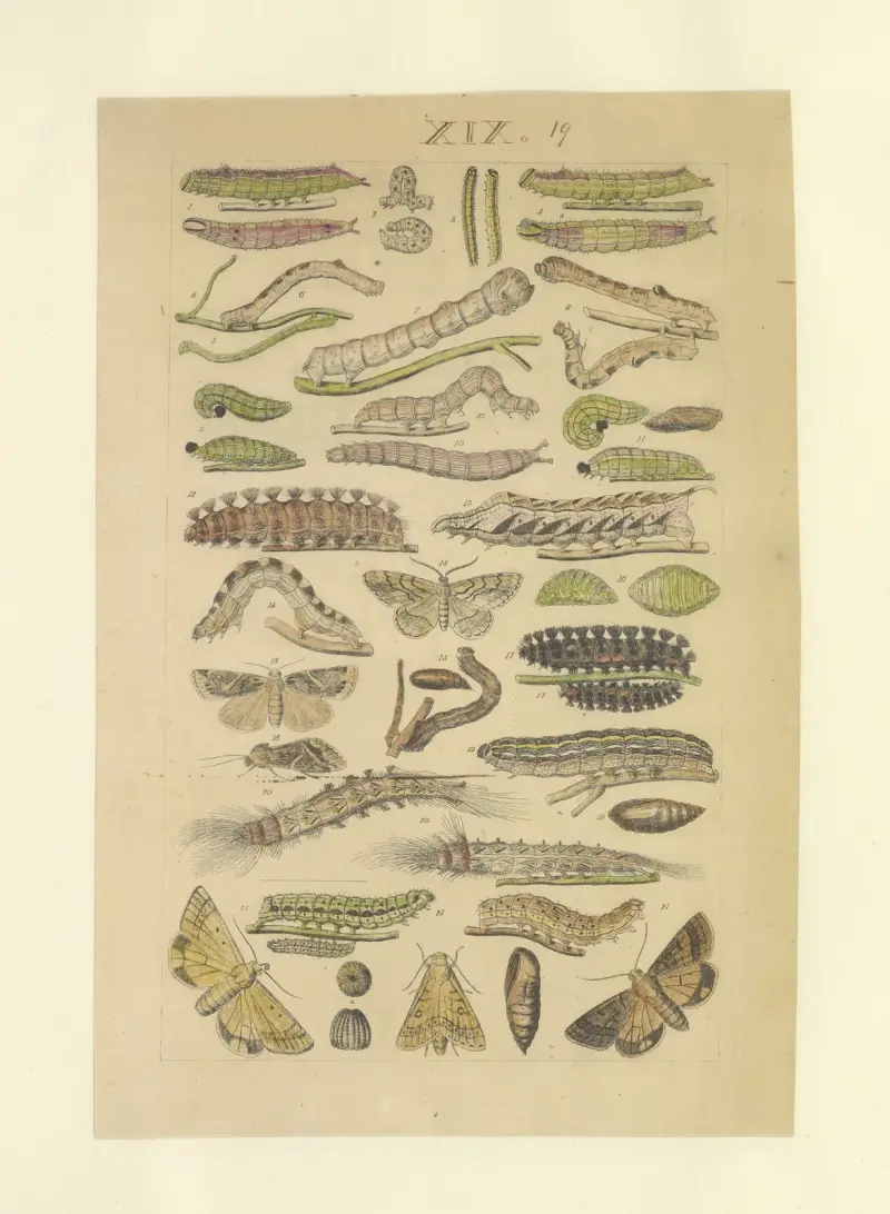 Lepidoptera Pl.019 von Townend Glover