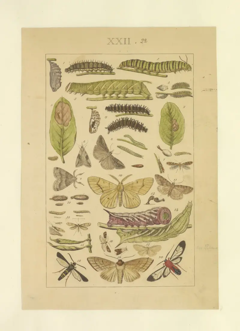 Lepidoptera Pl.022, Townend Glover