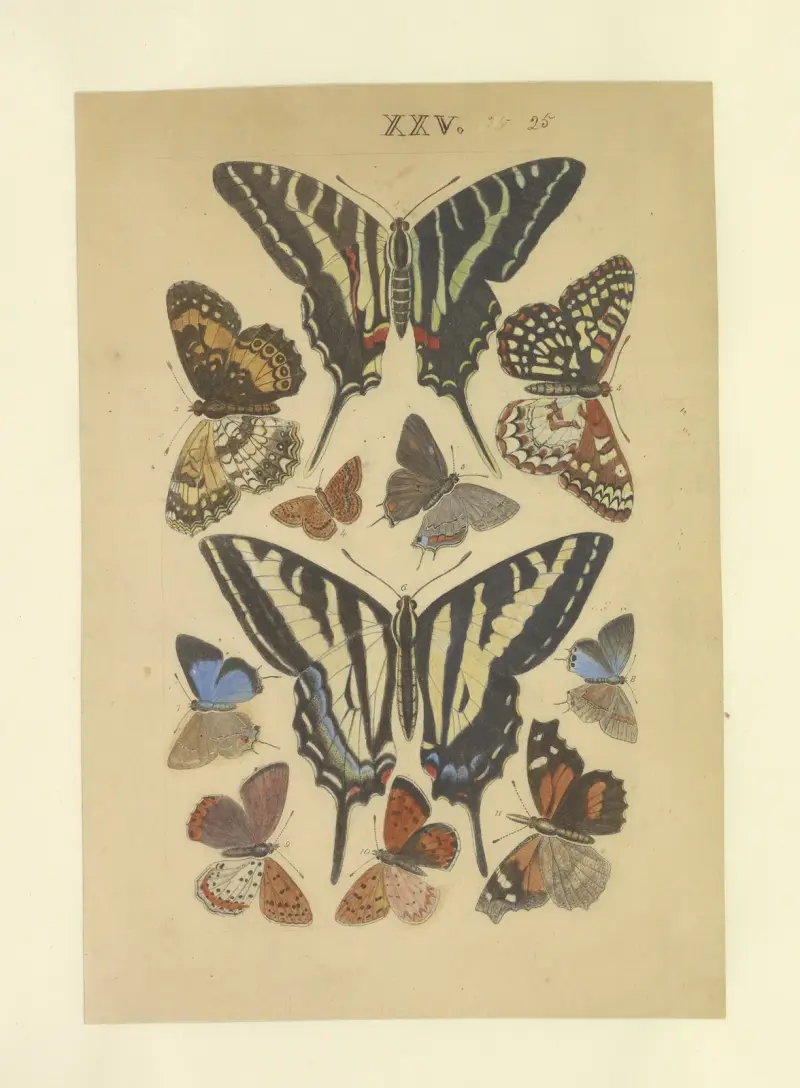 Lepidoptera Pl.025, Townend Glover