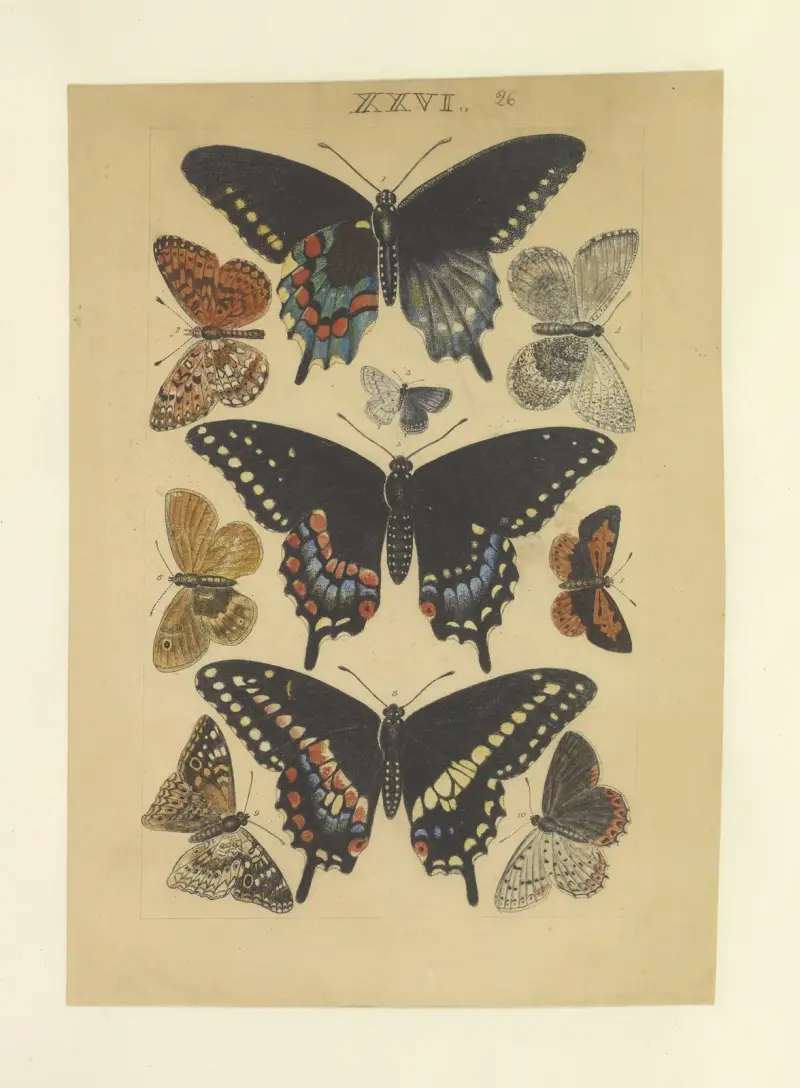 Lepidoptera Taf. 026 von Townend Glover