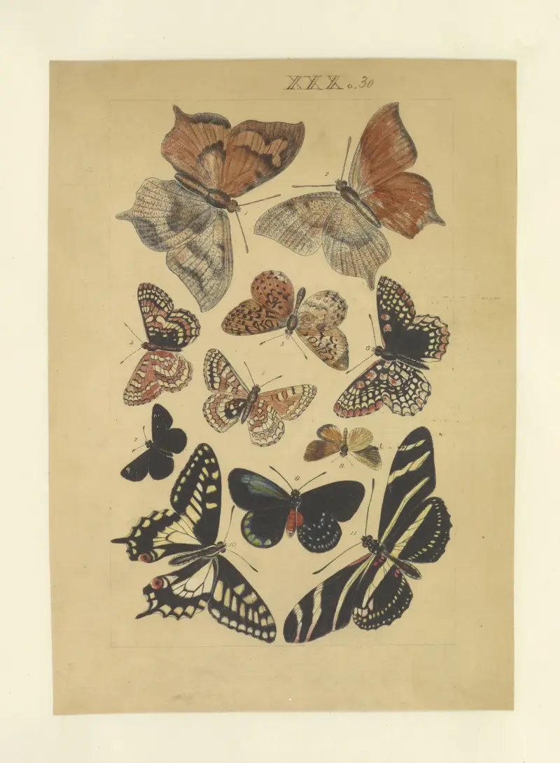 Lepidoptera Pl.030, Townend Glover
