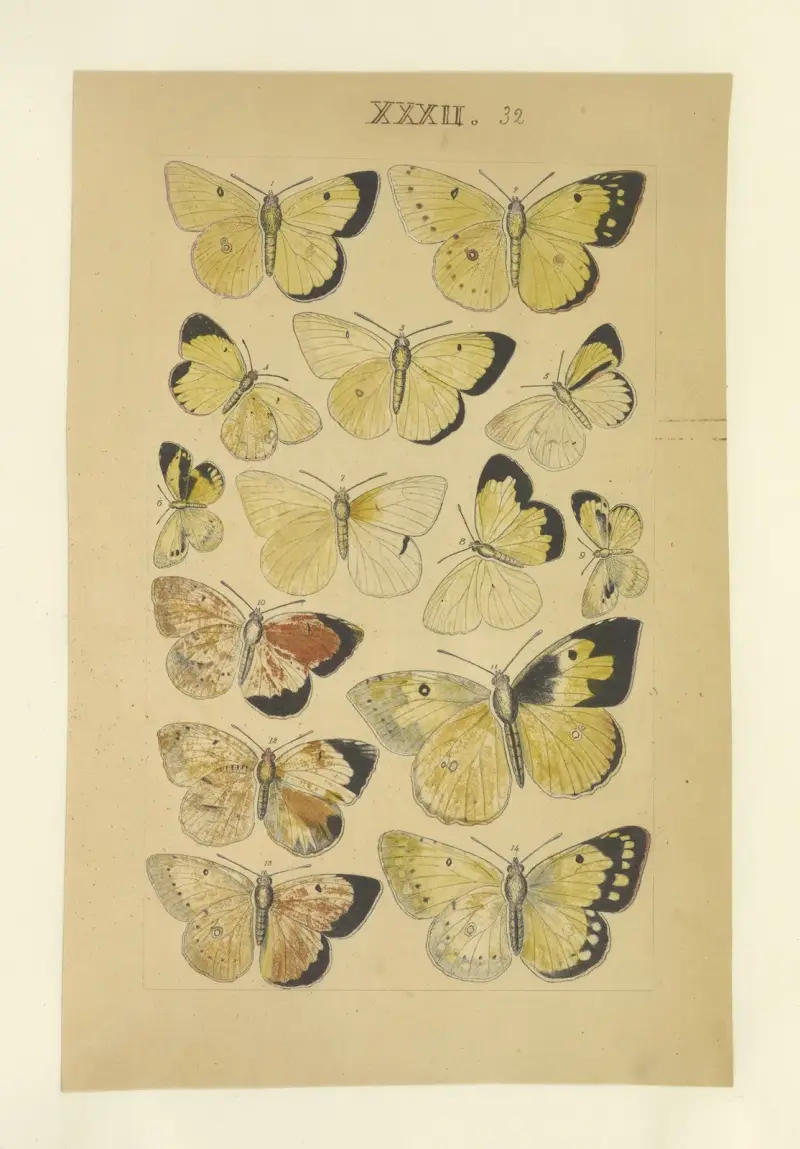 Lepidoptera Pl.032 von Townend Glover