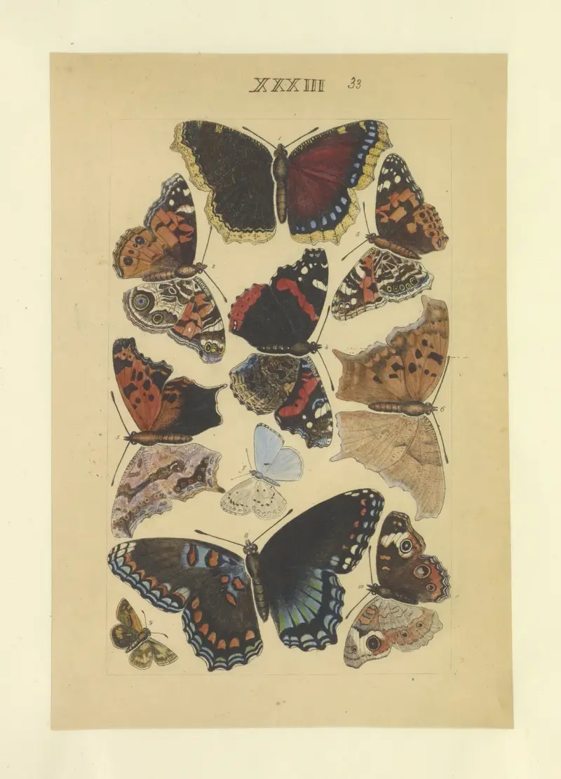 Lepidoptera Taf. 033 von Townend Glover