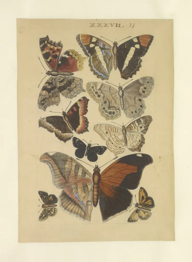 Lepidoptera Pl.037, Townend Glover