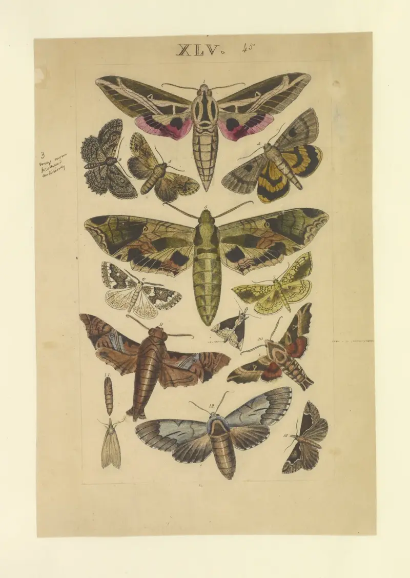 Lepidoptera Pl.045, Townend Glover
