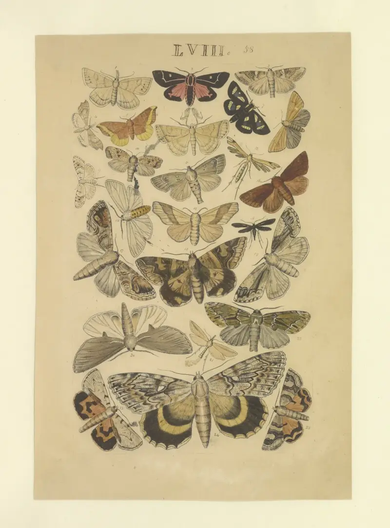 Lepidoptera Pl.058, Townend Glover