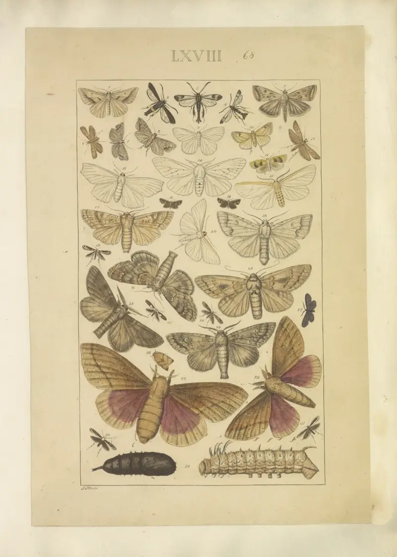 Lepidoptera Pl.068, Townend Glover