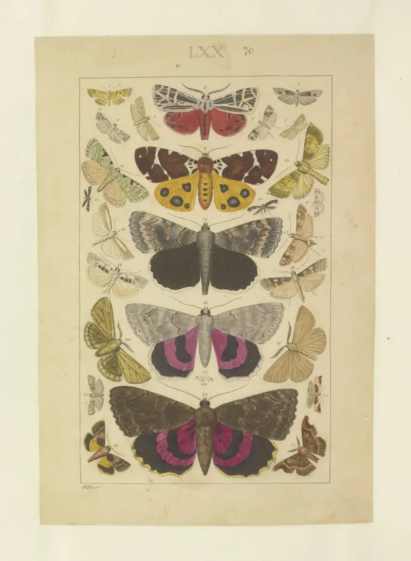 Lepidoptera Taf. 070 von Townend Glover