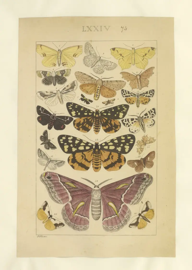 Lepidoptera Pl.074, Townend Glover