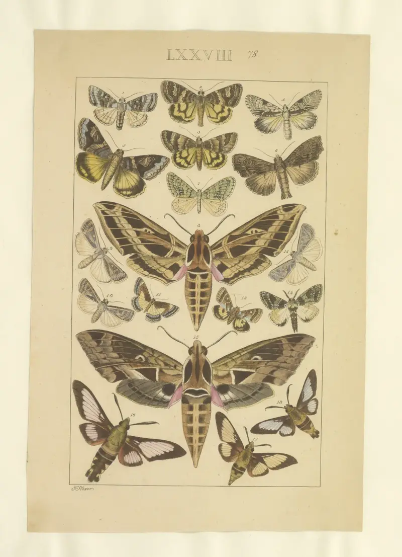 Lepidoptera Pl.078, Townend Glover