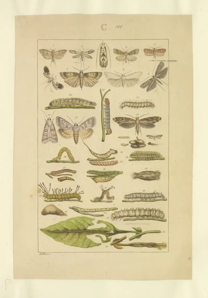 Lepidoptera Pl.100, Townend Glover