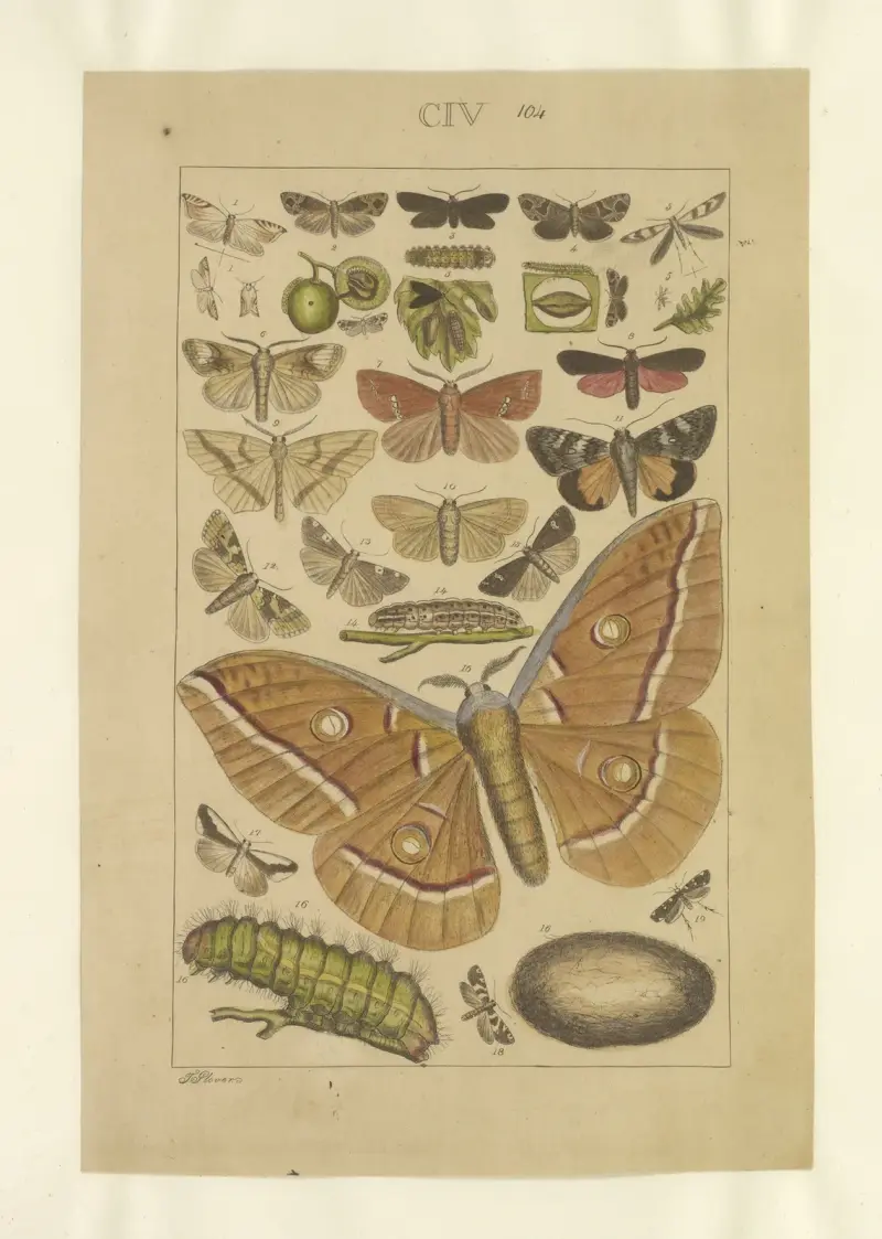 Lepidoptera Pl.104, Townend Glover
